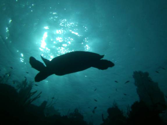 A inconfundível silhueta de uma tartaruga durante mergulho no Marilyn's Cut, em Little Cayman, nas Ilhas Caiman